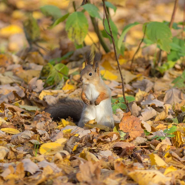 Kíváncsi mókus ősszel — Stock Fotó