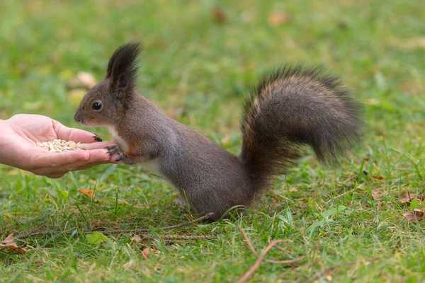 Ekorre på gräset — Stockfoto