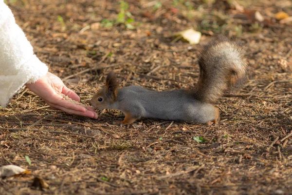 Squirrel in autumn — Stock Photo, Image