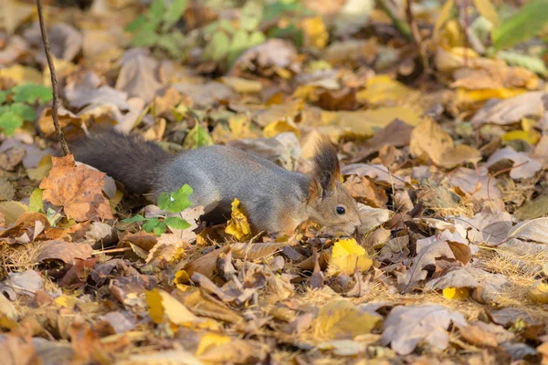 Eichhörnchen inmitten gelb abgefallener Blätter — Stockfoto
