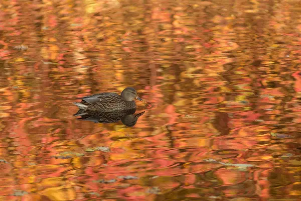 Pato en otoño —  Fotos de Stock