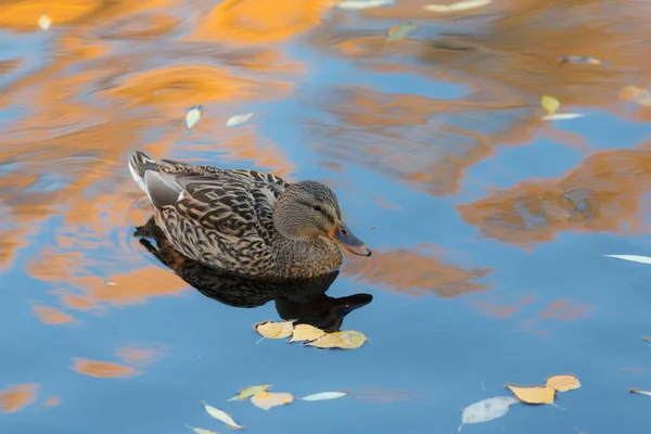 Retrato de um pato — Fotografia de Stock
