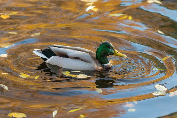 Pato en el agua con hojas caídas de otoño —  Fotos de Stock