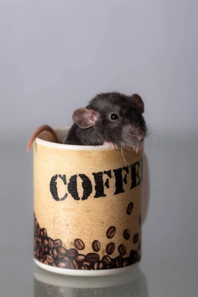 小老鼠在杯子里 — 图库照片