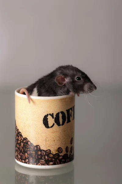 Domestic baby rat — Stock Photo, Image