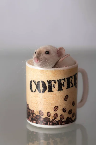 Rata en una taza — Foto de Stock