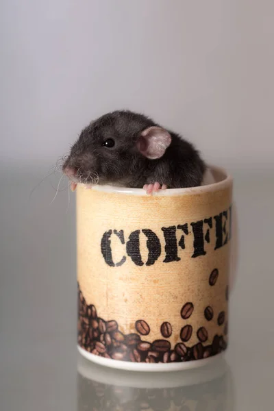 小白鼠在杯子里 — 图库照片