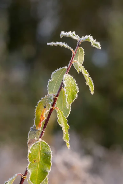 冻干后的树叶 — 图库照片