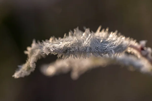 Hoarfrost su una foglia — Foto Stock