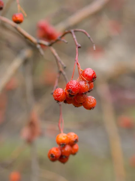 Hawthorn branch in autumn — Stock Photo, Image