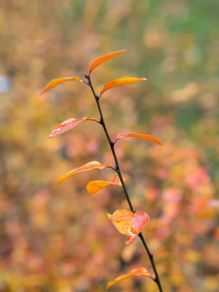 Branche d'automne au premier plan — Photo