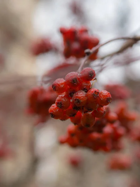 Hawthorn fruits in autumn — Stock Photo, Image