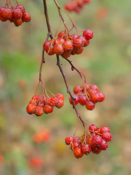 Hawthorn branch in the foreground — Stockfoto