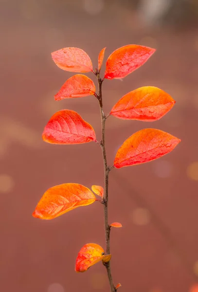 Branch with autumn leaves — Stock Photo, Image