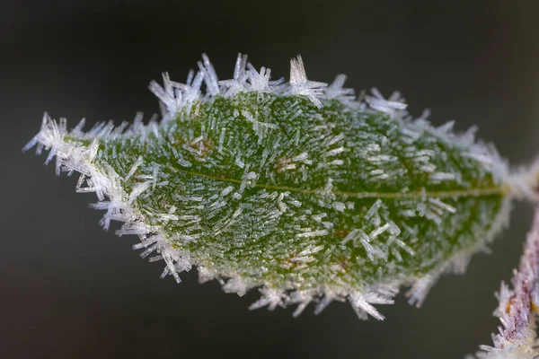 Leaf with hoarfrost — Stock Photo, Image