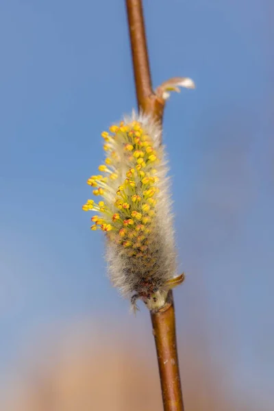 Çiçek açan willow tomurcukları — Stok fotoğraf