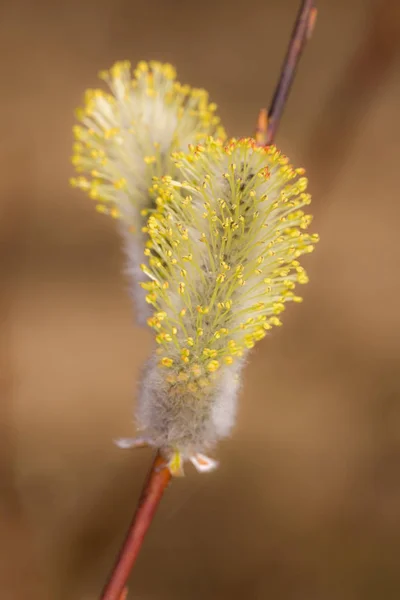 Weidenknospen im Frühjahr — Stockfoto