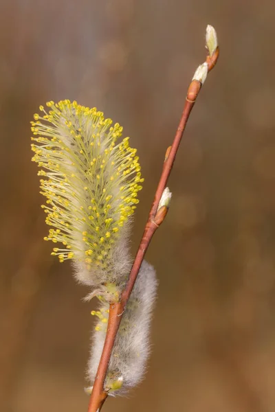 Branche de saule de printemps au premier plan — Photo