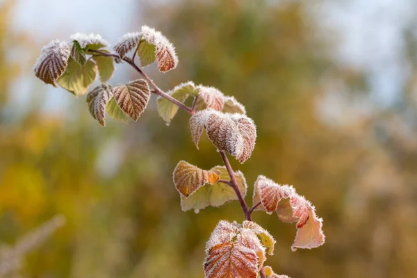 Autumn raspberry branch with hoarfrost — Stock Photo, Image
