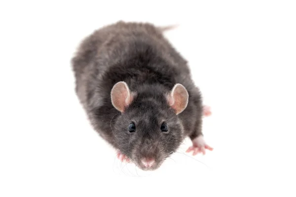 Zwarte binnenlandse rat — Stockfoto