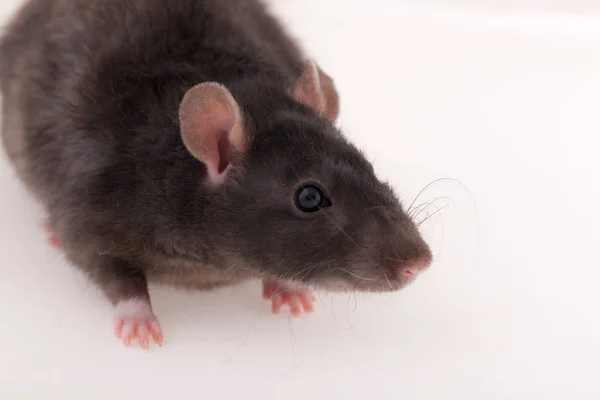 Black domestic rat closeup — Stock Photo, Image