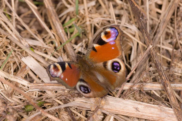 Farfalla in primavera primo piano — Foto Stock