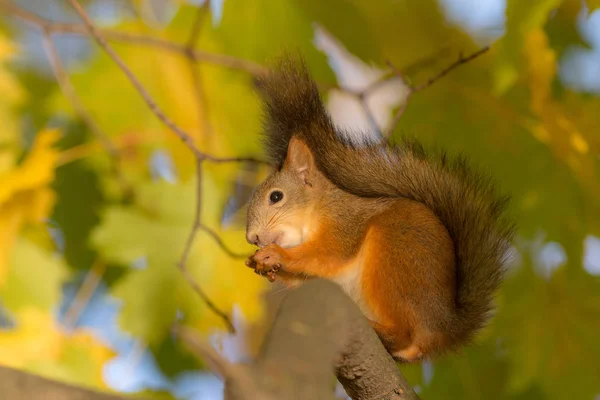 Écureuil sur une branche d'érable — Photo