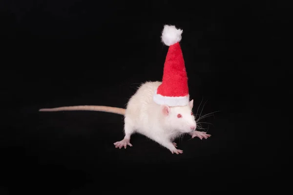 Rat in a red cap — Stock Photo, Image
