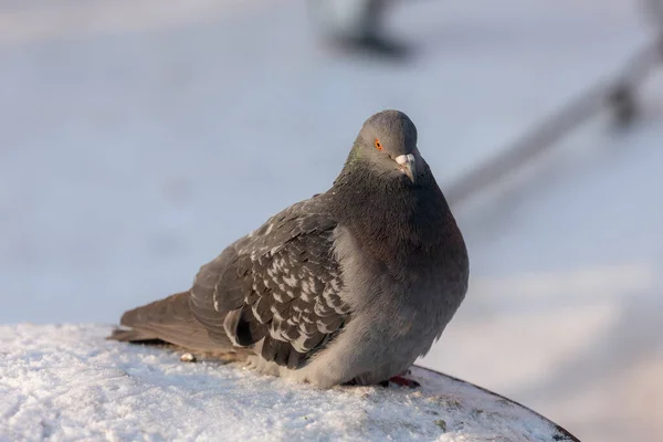 Porträtt av duva — Stockfoto