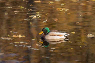 Sonbahar suyunda ördek