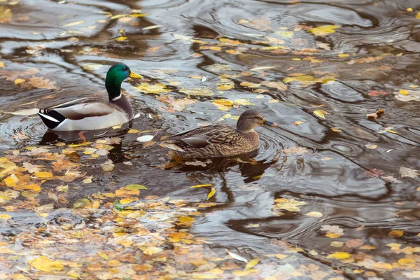 Sonbaharda iki ördek — Stok fotoğraf
