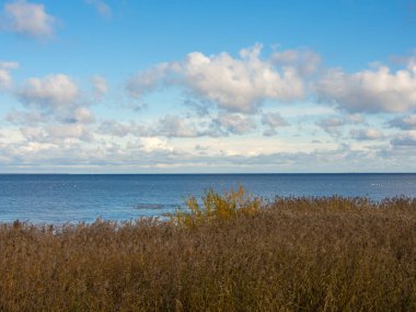 Körfezdeki kuru otlar