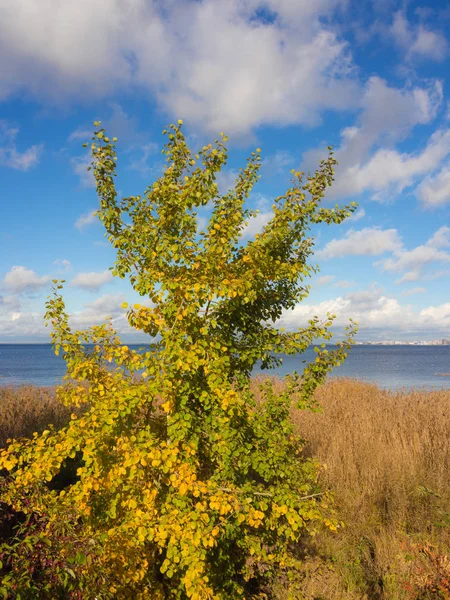Herfst aspen door de zee — Stockfoto