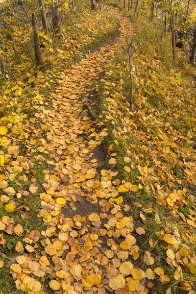 Weg met gevallen herfstbladeren — Stockfoto