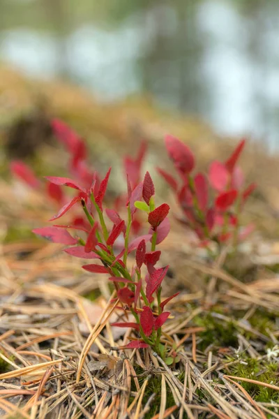Kırmızı yapraklı çalılar — Stok fotoğraf