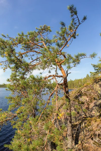 Pine near the lake — Stock Photo, Image