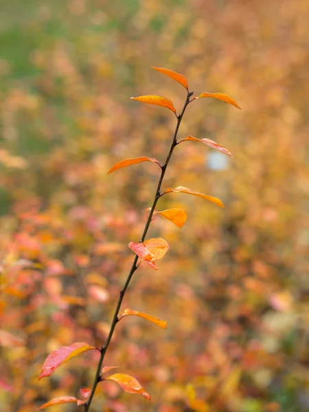 Branche avec feuilles d'automne mouillées rouges — Photo
