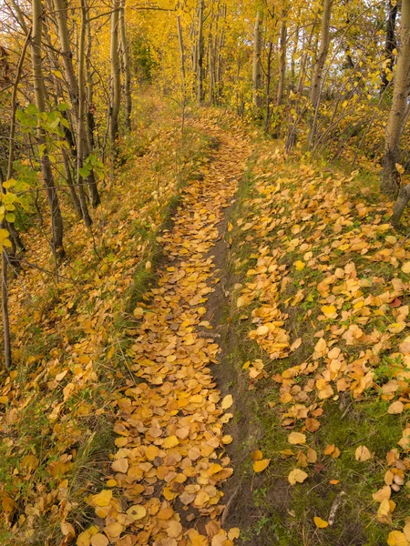 Pad tussen bomen — Stockfoto