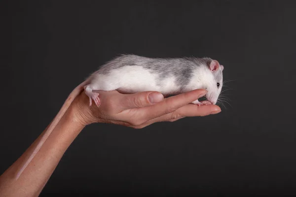 Rato doméstico na palma da mão — Fotografia de Stock