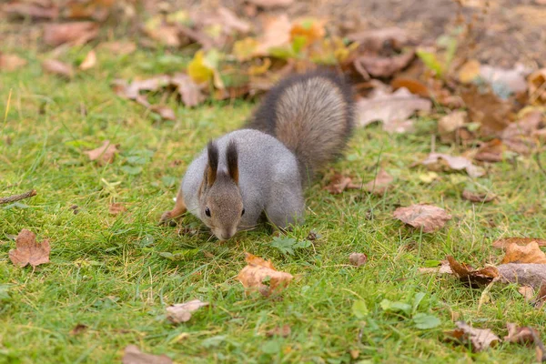 Eichhörnchen im Herbst — Stockfoto