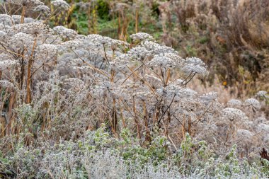 soğuk sonbahar sabahı
