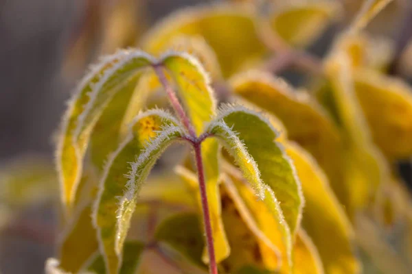 Willow branch with leaves in hoarfrost — Stock Photo, Image