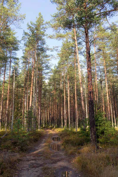 Höstlandskap med grusväg — Stockfoto