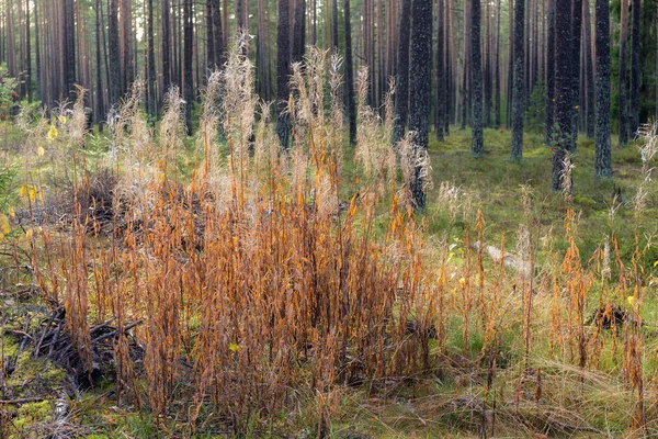 Костер в сосновом лесу — стоковое фото