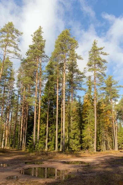 Sunny landscape in a pine forest — Stock Photo, Image