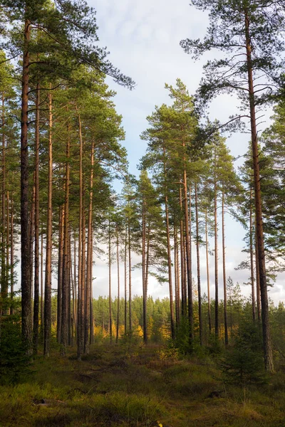 Borový les v podzimním dni — Stock fotografie