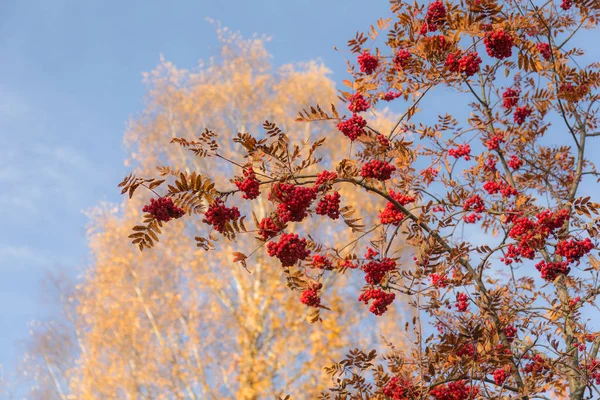 果実とナナカマドの枝 — ストック写真
