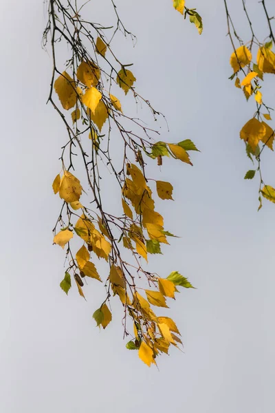 Birkenzweige mit Herbstblättern — Stockfoto