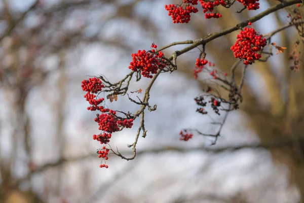 Rowan branches with berries in the foreground — Stock Photo, Image