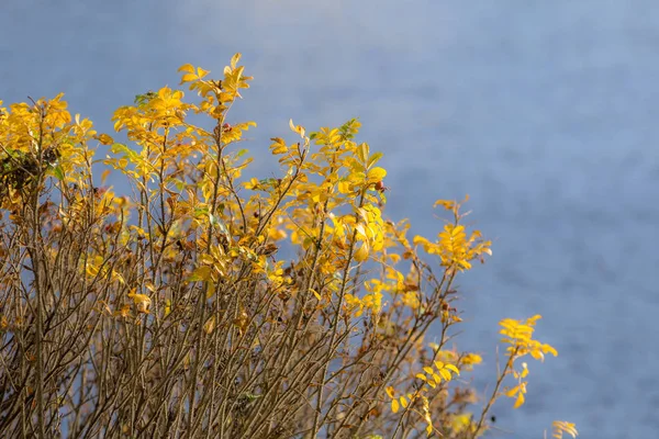 Sonbaharda gül ağacı çalıları — Stok fotoğraf